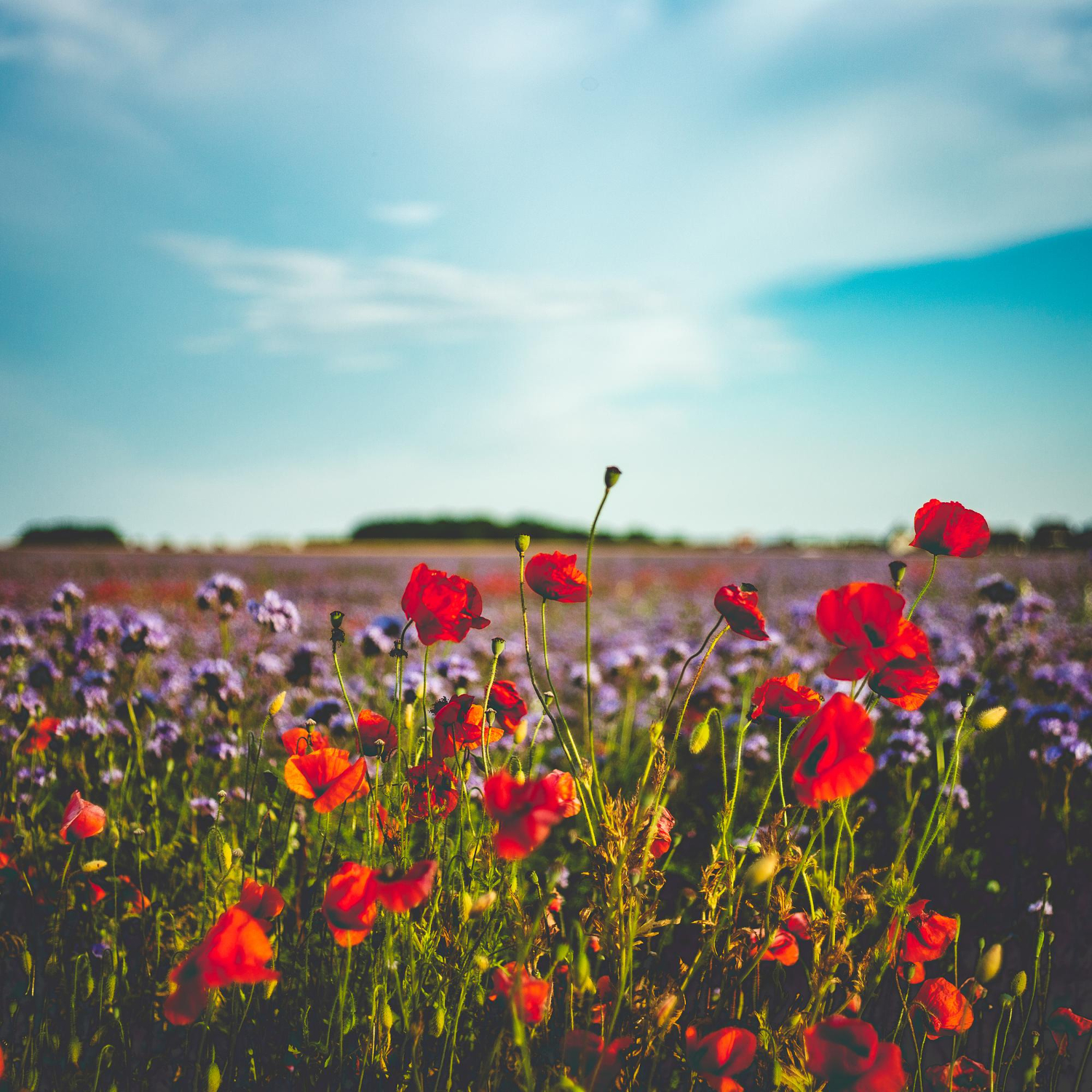 Campo de Flores